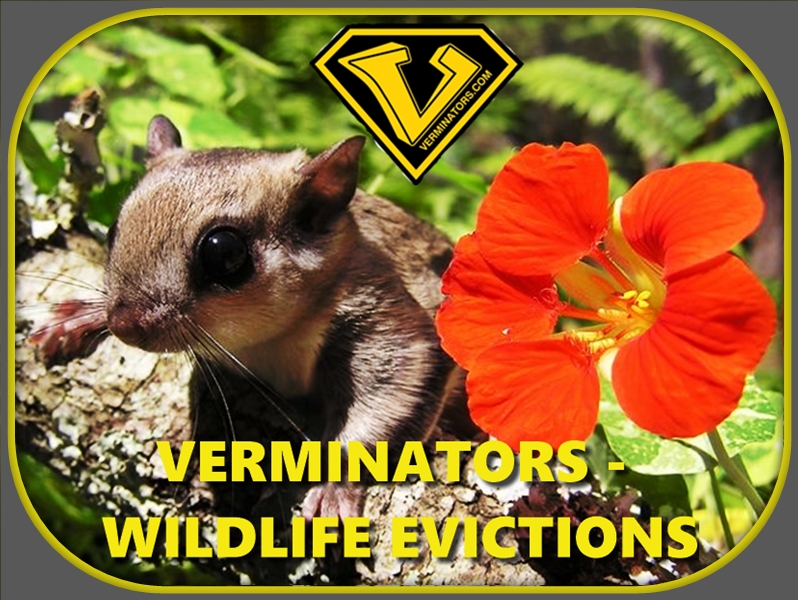 https://www.verminators.com/images/fsquirrels-page-cover01.jpg